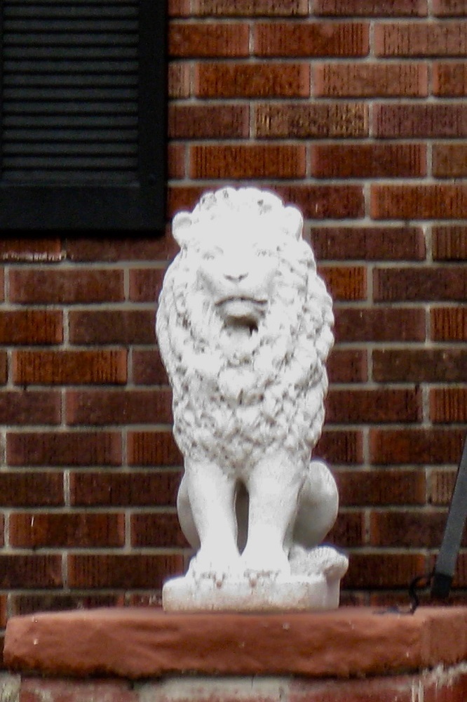 Lion detail